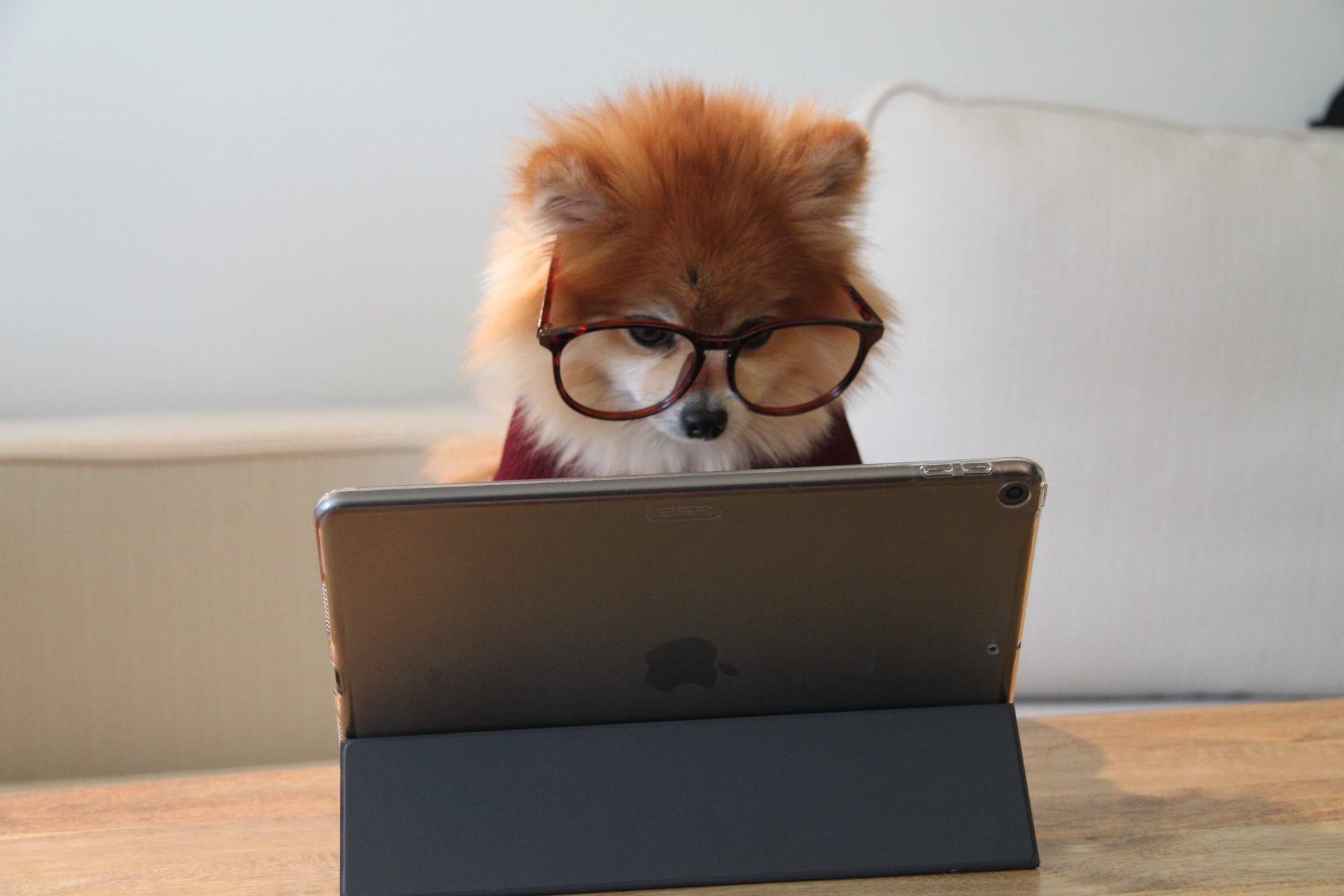 dog using mazevo on computer