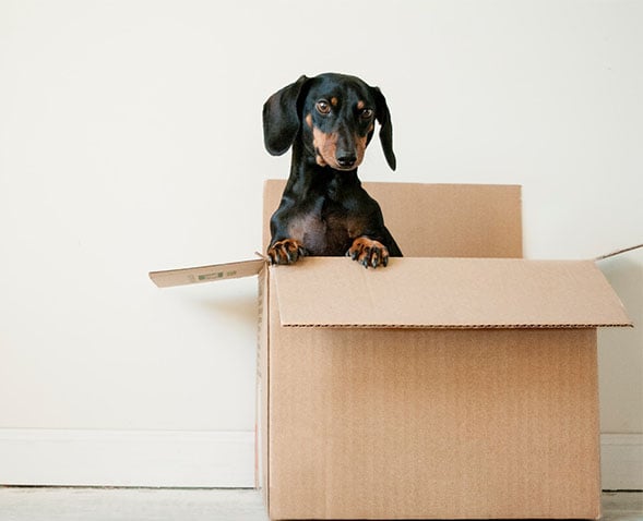 dog looking out from box